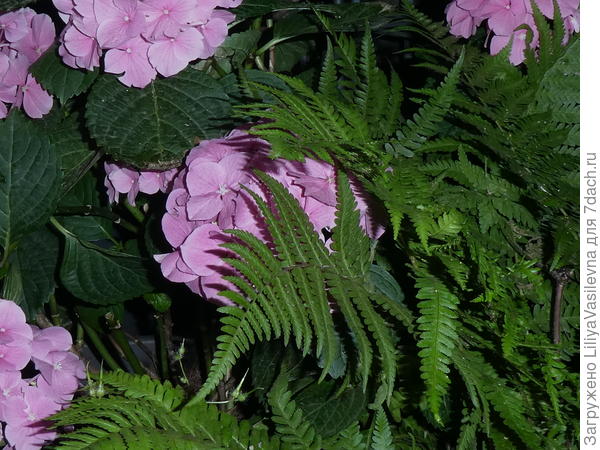 Мои гортензии на новом месте жительства