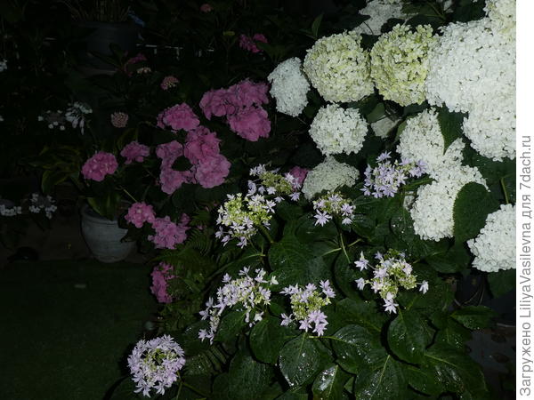 Мои гортензии на новом месте жительства