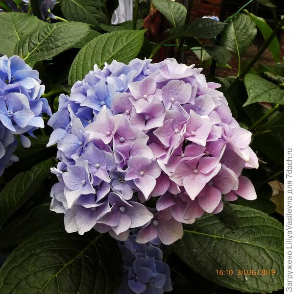 Мои гортензии на новом месте жительства в День моего рождения