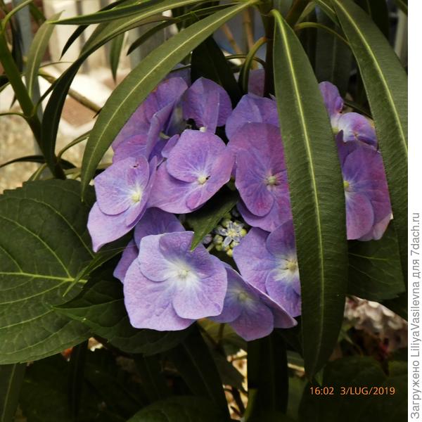 Мои гортензии на новом месте жительства в День моего рождения