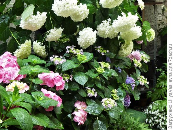 Во время ливня . &quot;Этажи&quot;  контейнеров. , на террасе..  конец июня 2019.