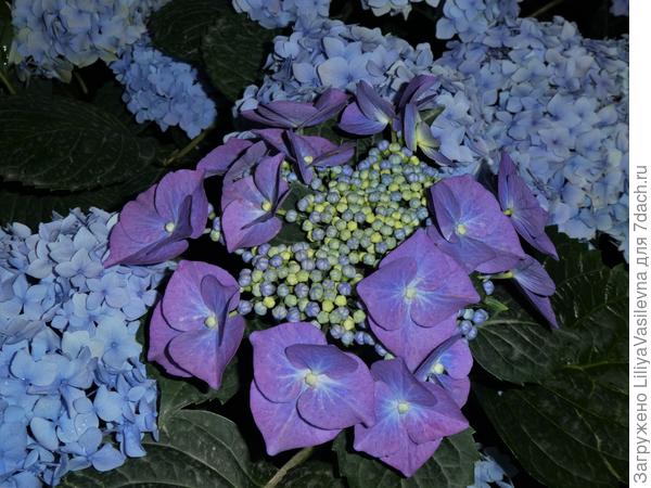 Капризные, но очень отзывчивые и  благодарные ! июнь 2019.