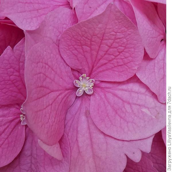 Как же их не любить....