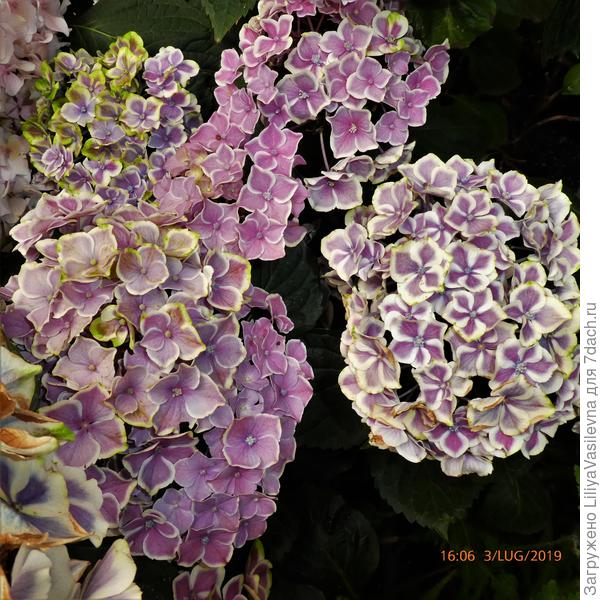 к началу июля и +42 в тени еле пережили, и град два раза с куриное яйцо...скучно не было...