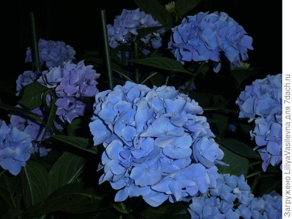самые синие , мой сааамый первый кустик. Кстати-- низкорослый сорт,, было куплено без названия, 4 или 5 лет назад.