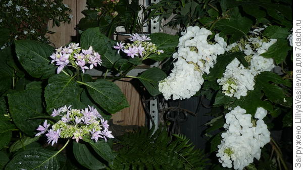 Дуболистная и  &amp;quot;ю энд ми&amp;quot;