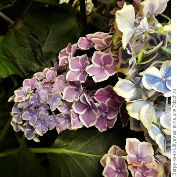 совсем разноцветный куст.