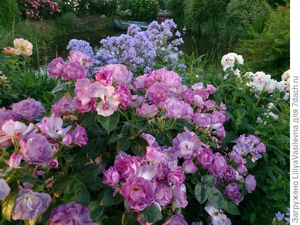 фото и цветы Анны Малышевой