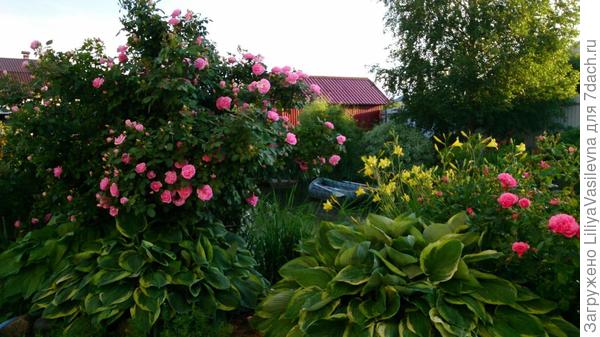 фото и цветы Анны Малышевой