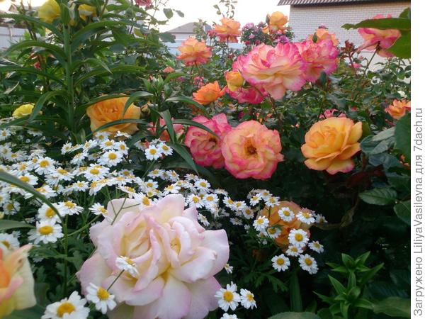 фото и цветы Анны Малышевой