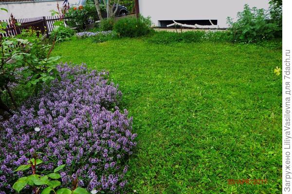 чабрец 2017 г