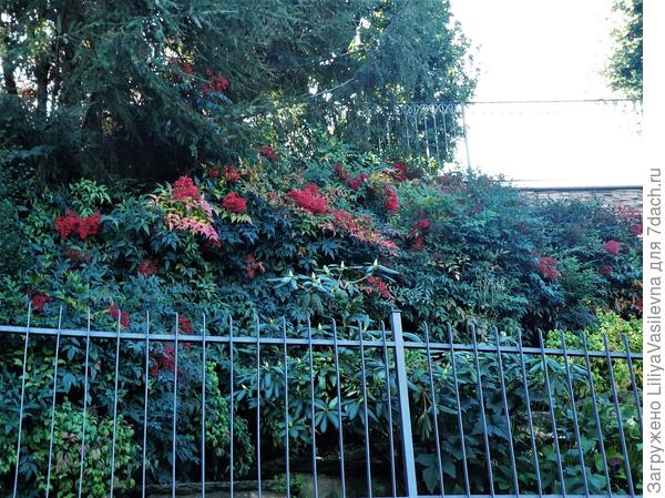 Нандина домашняя , обожаю её. Здесь живёт в тени , поэтому листьев мало цветных.