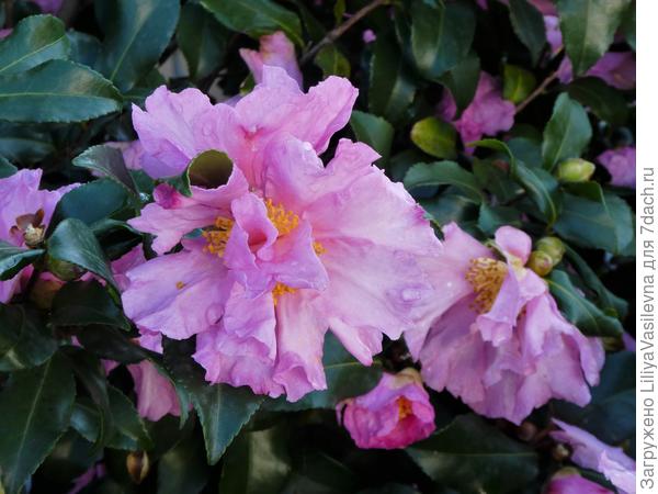 05.11.2019. Камелия осенняя.