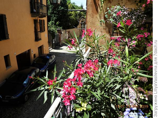 Олеандр покупала 4-5лет назад десятисантиметровым росточком за 90 центов, в ОГ никогда не высаживала, на заморозки заносила.