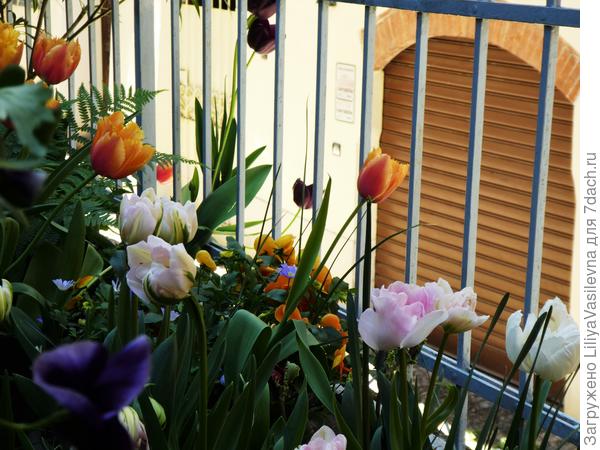 Мои тюльпаньчики в ожидании солнышка