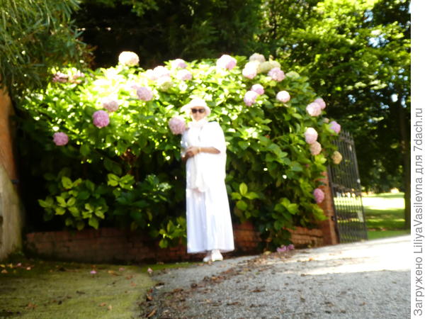 Ещё фото высокой ,у людей--здесь солнце лишь скользит, пока настраивала автощелчек-- уже и ушло солнце, хорошего фото не получилось...--самая обычная ,следующее фото--её вблизи.