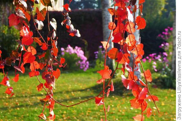 девичий любимый виноградик в бывшем доме...