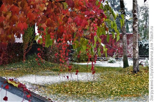 девичий любимый виноградик., в бывшем доме, юго-запад , под пеклом с обеда и до заката..