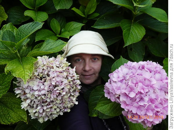 Кстати, во всём городе-- только на этом кусте видела совсем свежие цветы в октябре , и сейчас, в ноябре ещё цвет держат первичный некоторые. Сто лет в обед эти кустам ...