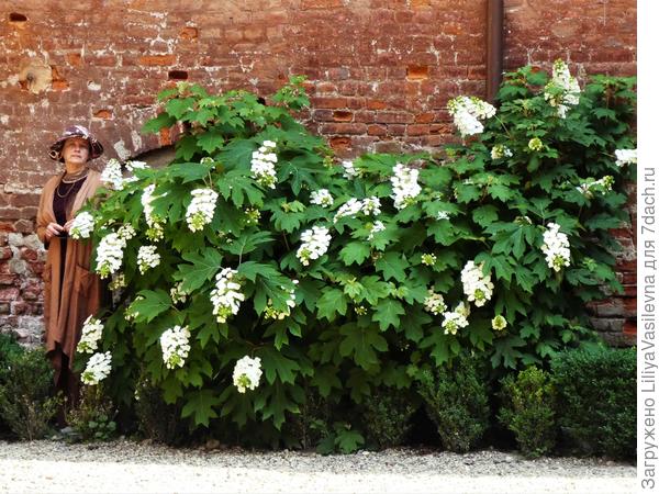 И дуболистная, в бывшем монастыре.