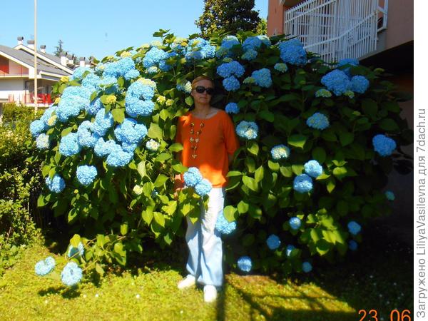 нашла ещё фото, я ростом 180 , не в полном роспуске  она здесь ...