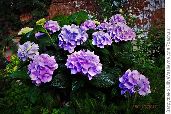 вот такая у меня с блестящими лситьями , это фото на  второй год после посадки , а сейчас, уже 5лет--стала с метр высотой.