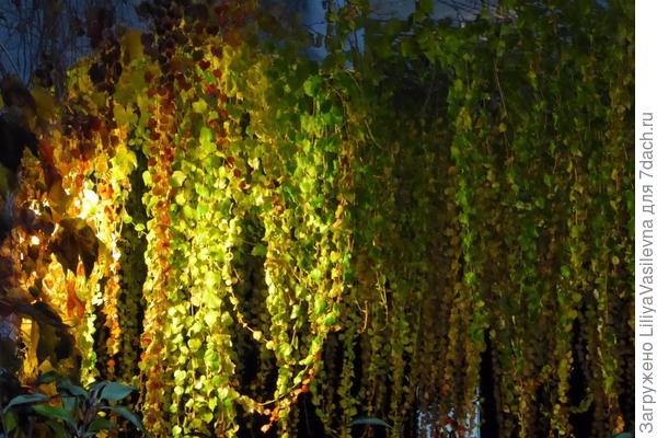 Пусть что хотят рассказывают об его агрессивности, но я ему всё прощаю...