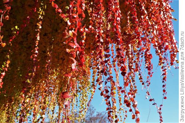 Когда он растёт на солнце-- осенью не отразим.