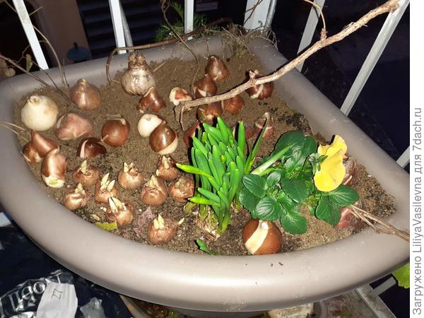 Первоцветы для контейнера на балкончике .