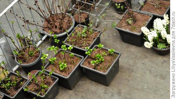 Часть моих гортензий, март 2019.