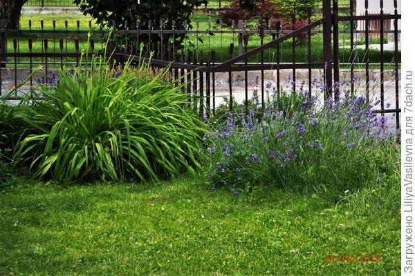 Лилейник и лаванда