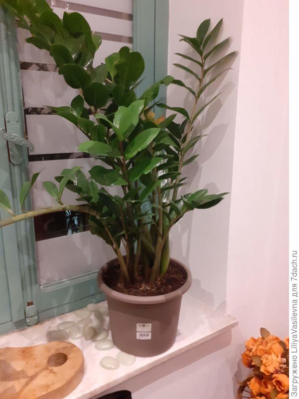 Пересадила .