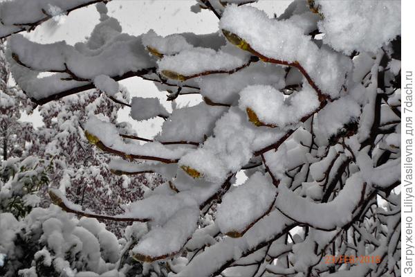 Магнолия. февраль 2018 г.