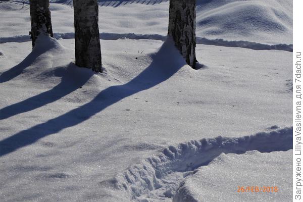 Три берёзы посреди газона .  февраль 2018 г.