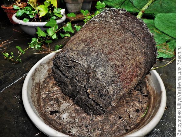 Нормально, по-моему,  выглядит корневая клёника моего? Не смотря на перенесённую засуху и два месяца дождей после .Слой дренажа отличается цветом.