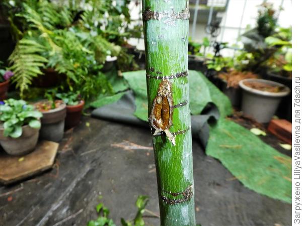 Третья рана, почти внизу.