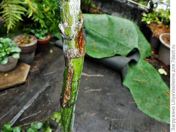 Вторая рана-- сразу под первой , сбоку.