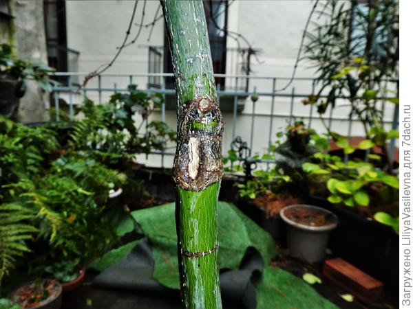 Первая рана. Здесь , видно , были ростки , я убрала труху...