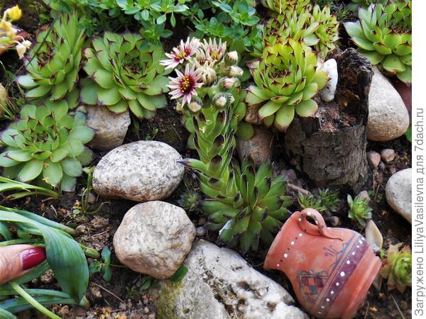 вот так у меня цвела