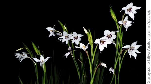 август, ночь.