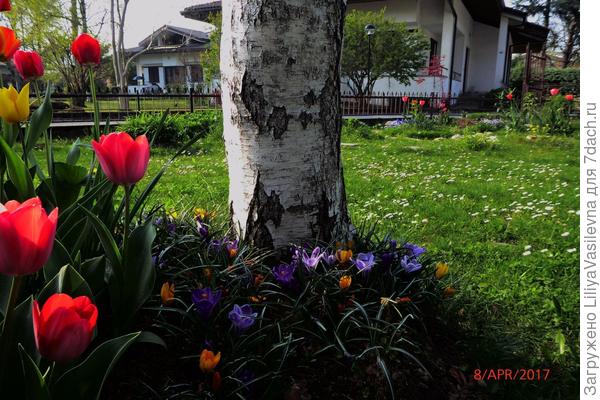 Тюльпаны и крокусы под березами .Апрель 2017 г.