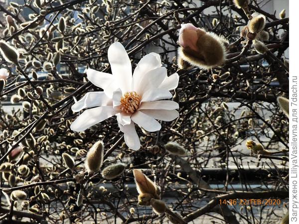 Фото 22.02.2020. Первые магнолии в городе