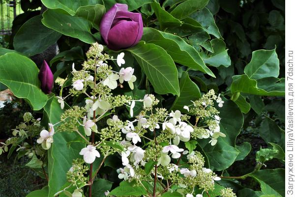 29 июля 2018, Странная парочка, магнолия и гортензия