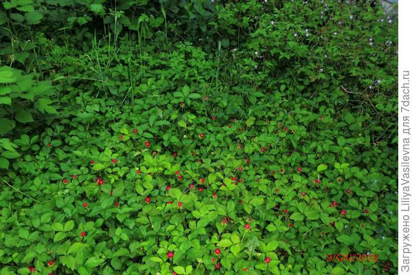 Дюшенея и дикая герань  в тёмном углу двора