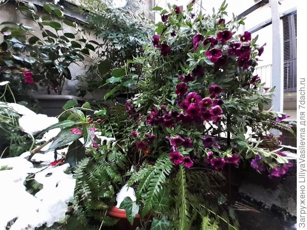 15-е ноября , первый снег,  калибрахоа