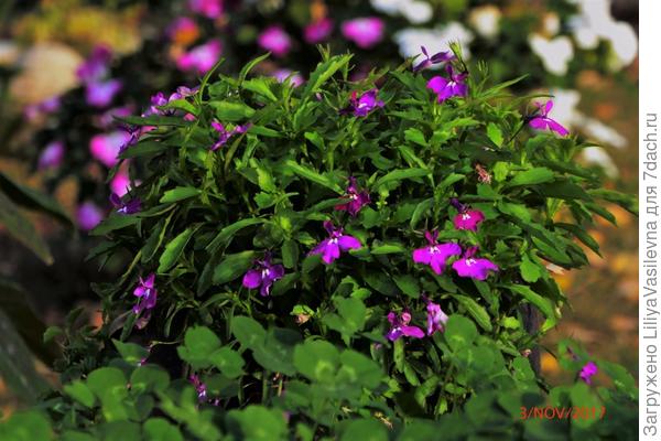 ноябрь ,в горшке , в середине дня  никогда не попадала под солнце.