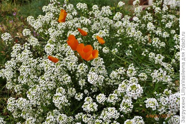 алиссум и эшшольция , ноябрь