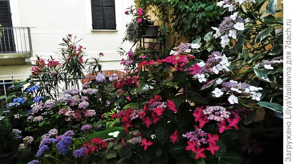 мои гортензии 2019г