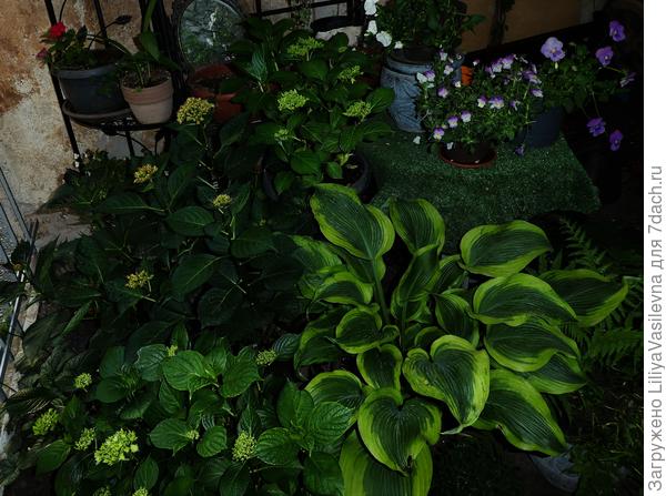 Хоста затмевает молодые гортензии. 24.04.2020