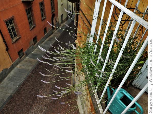 бодрая лаванда. Хоть и странного направления,-- из-за странного освещения